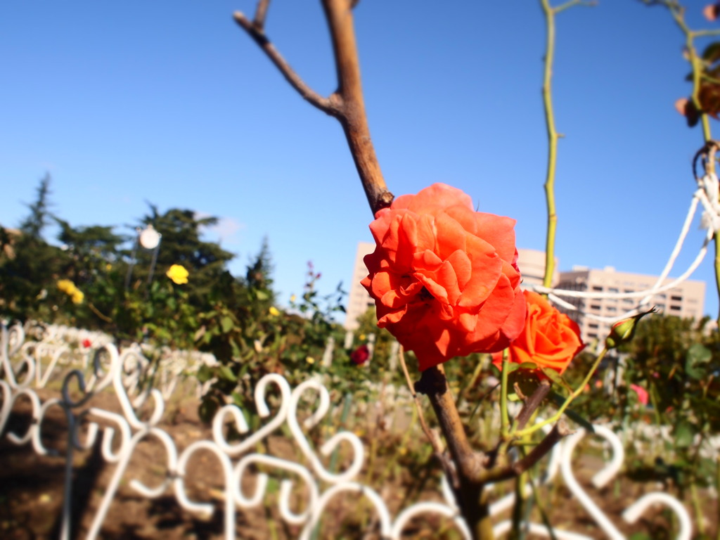 鮮やかに揺れる冬の花。