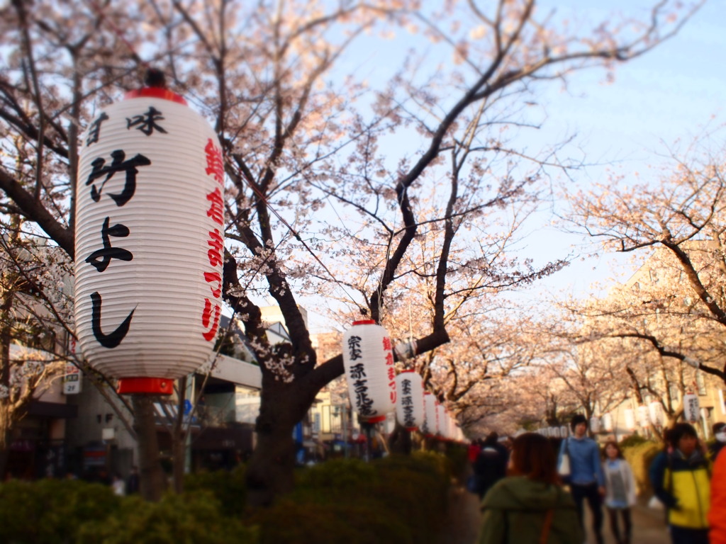 桜の細道。