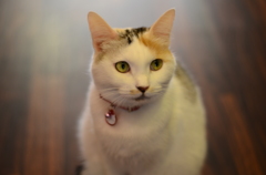 すまし猫