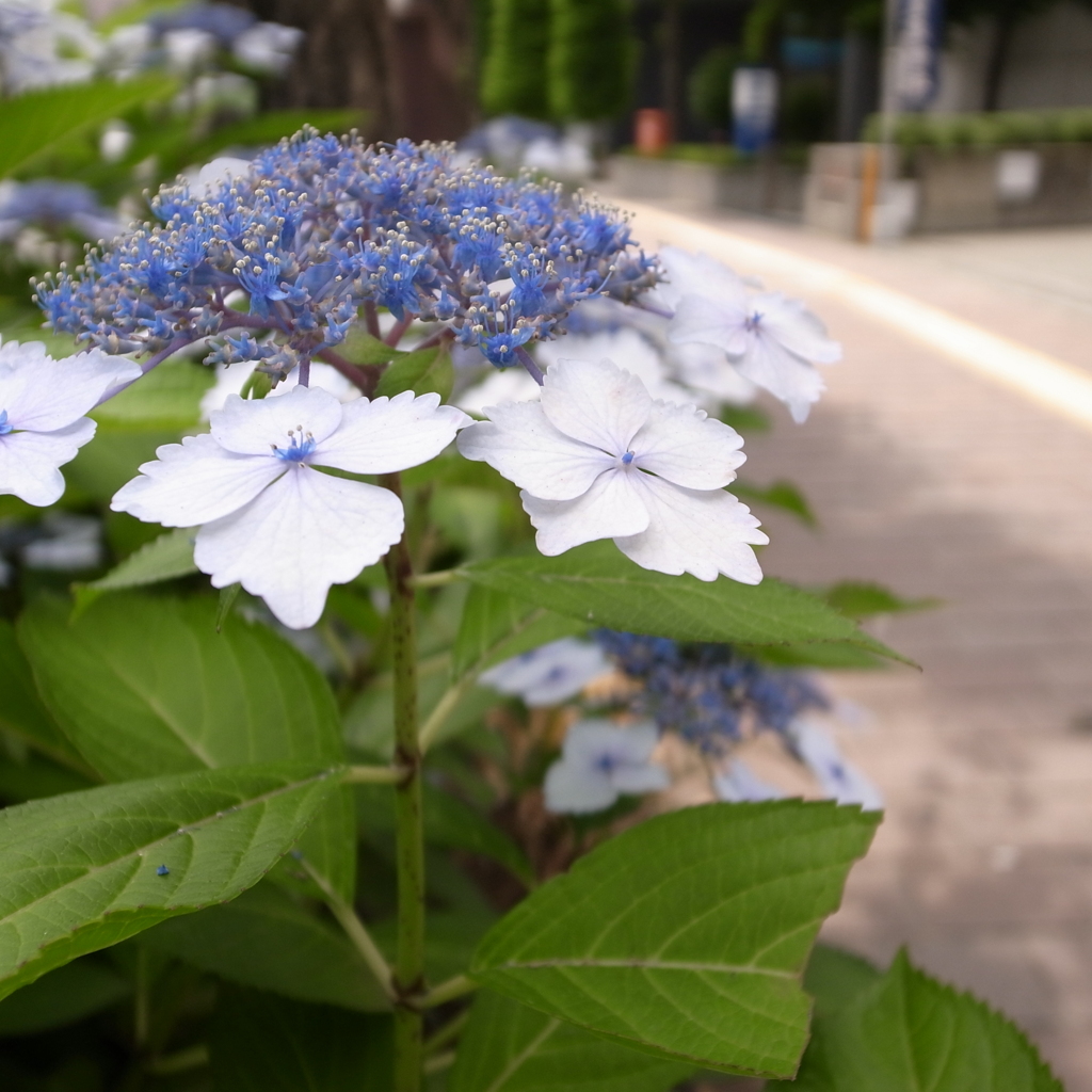 紫陽花