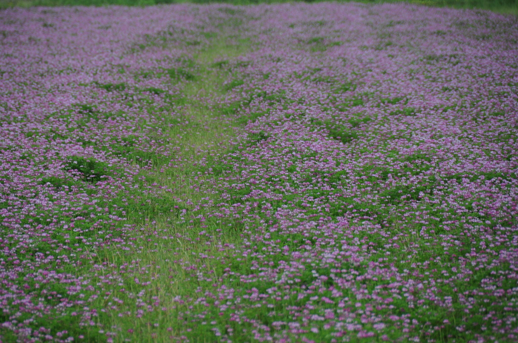 蓮花道