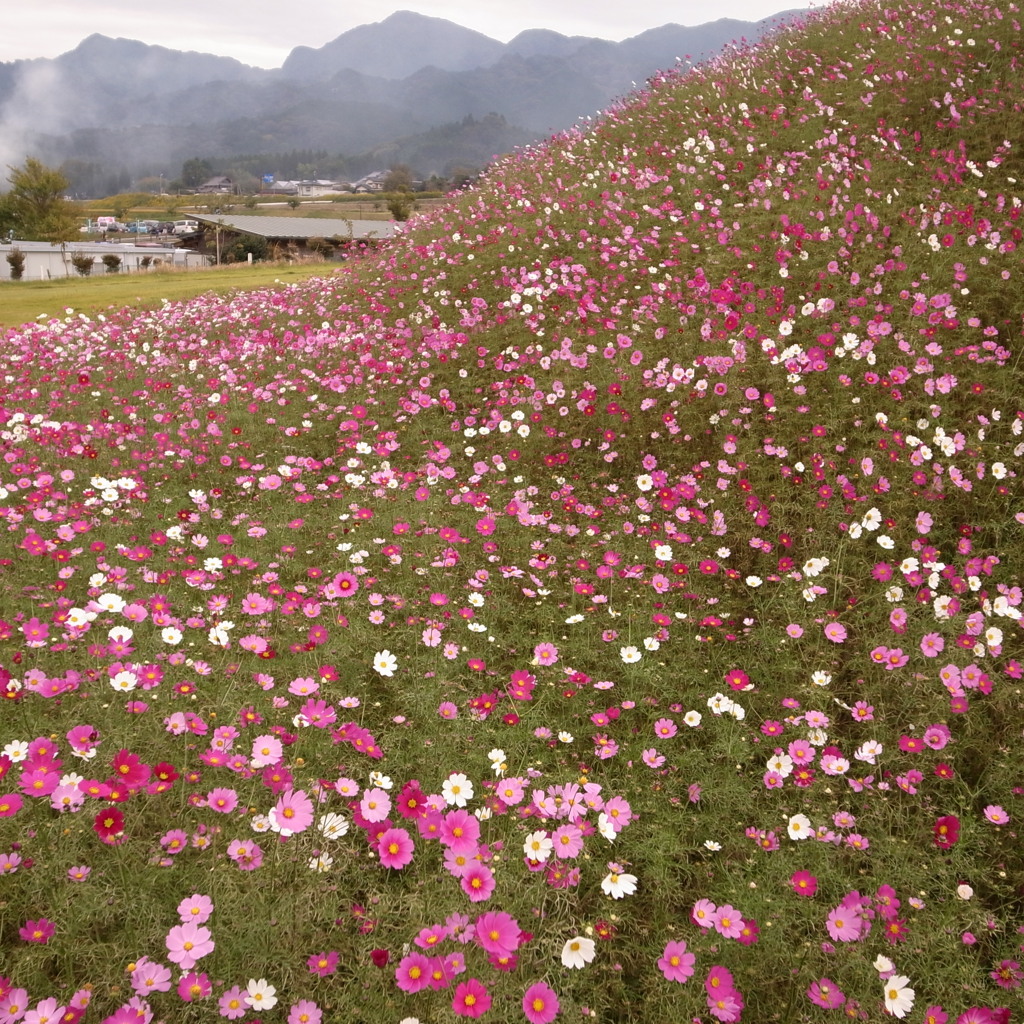 花集