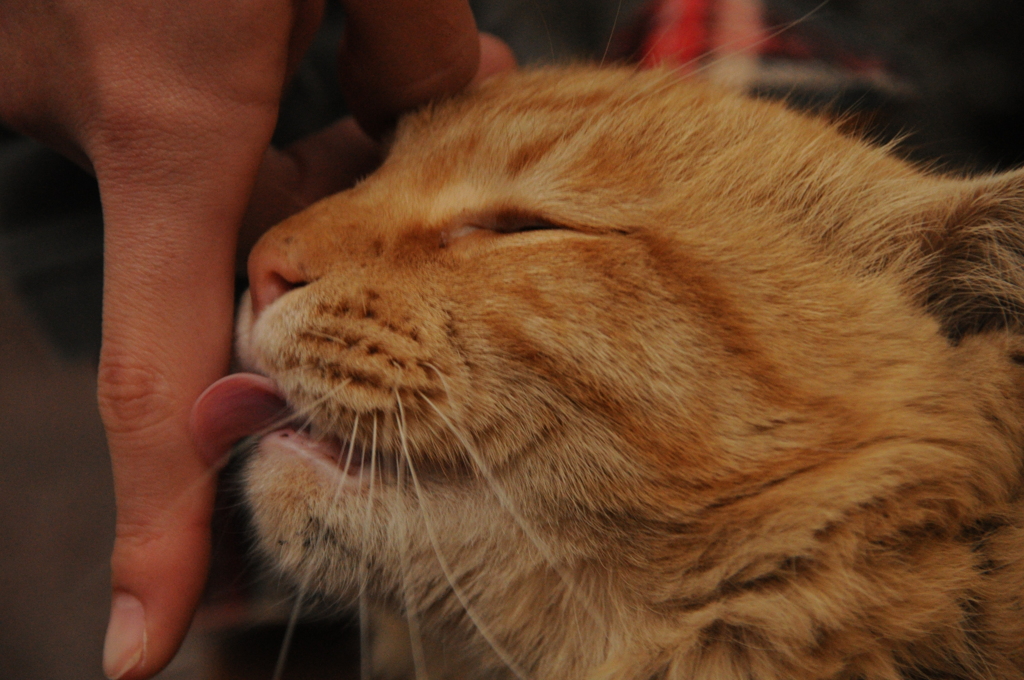 舌猫