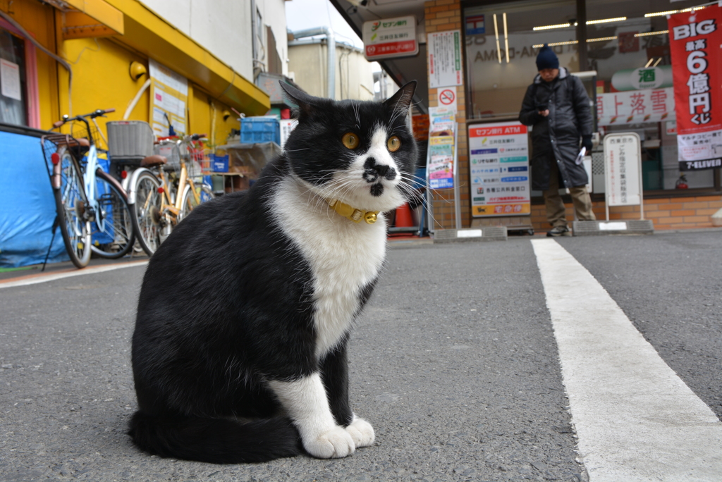 チョビ髭ちゃん