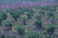 FL010025