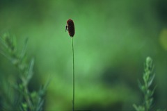 FH000020