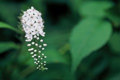 FH000016