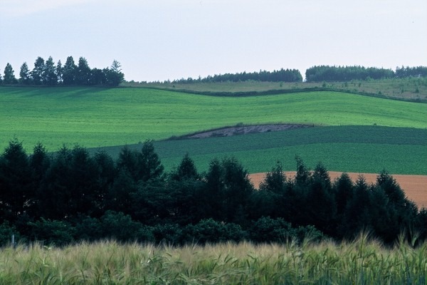 FL010036