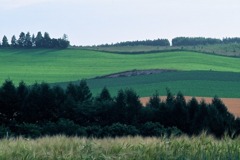 FL010036