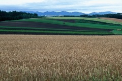 FL010004