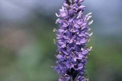 FH000021