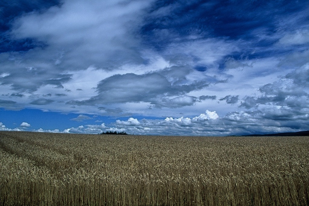 FH020017