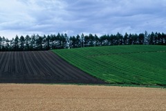 FL010026