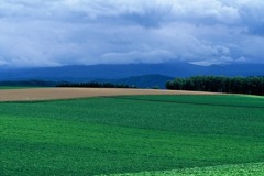 FL010008