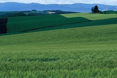 FH020012