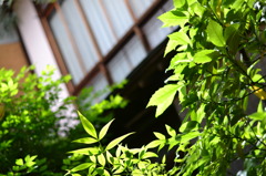 ｃａｆｅのお庭
