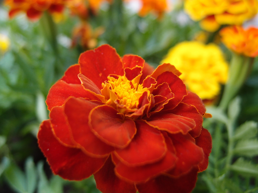 紅一点
