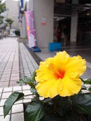 南国からの便り