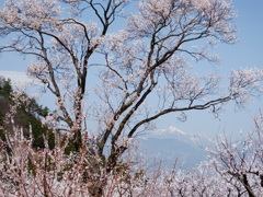 残雪を望む