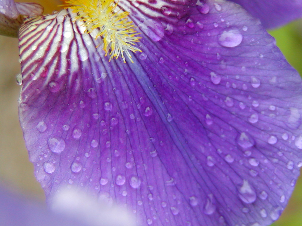 花弁