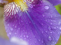 花弁