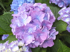 青紫