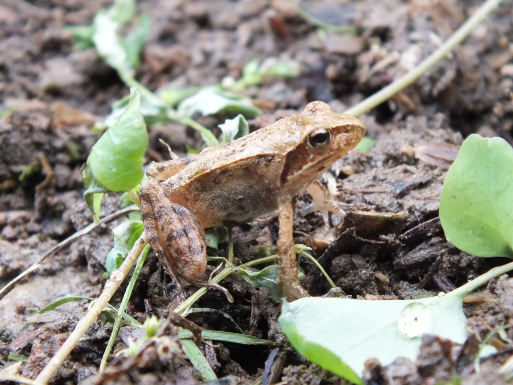 アマガエル？