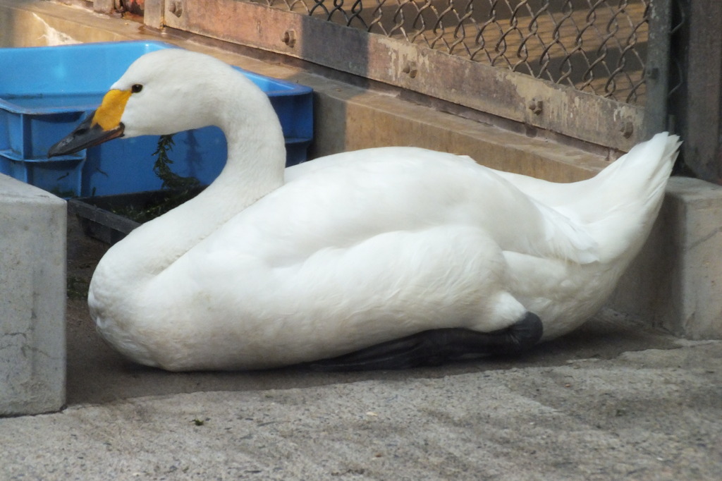 白鳥の言い分。