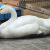 白鳥の言い分。