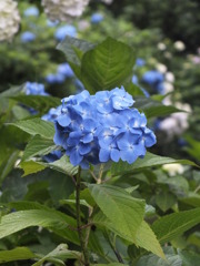 紫陽花