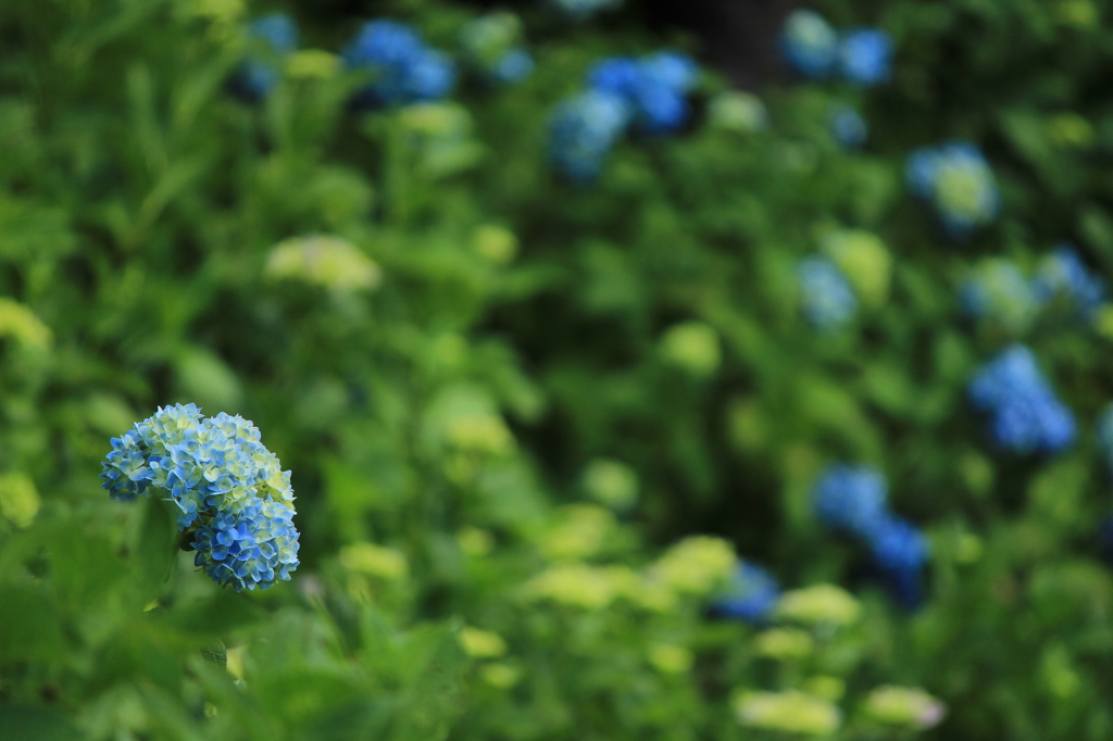 紫陽花の山