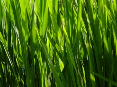 ミニスキュル～小さなムシの物語～
