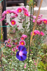 夏と秋