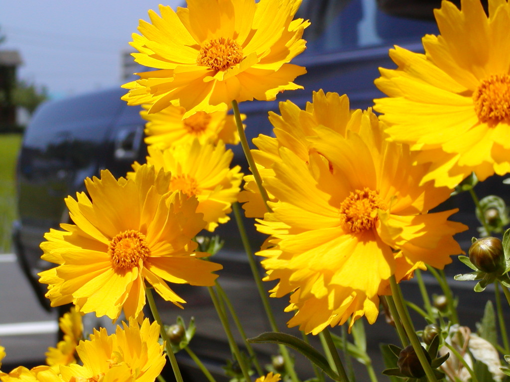 花