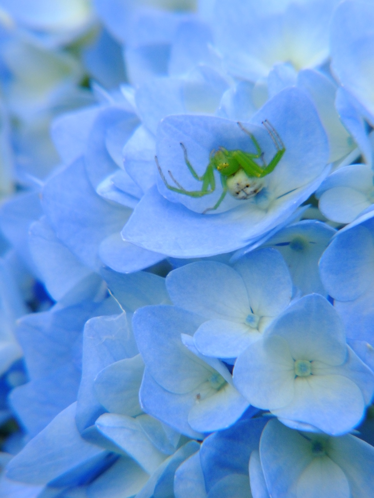 綺麗な花には