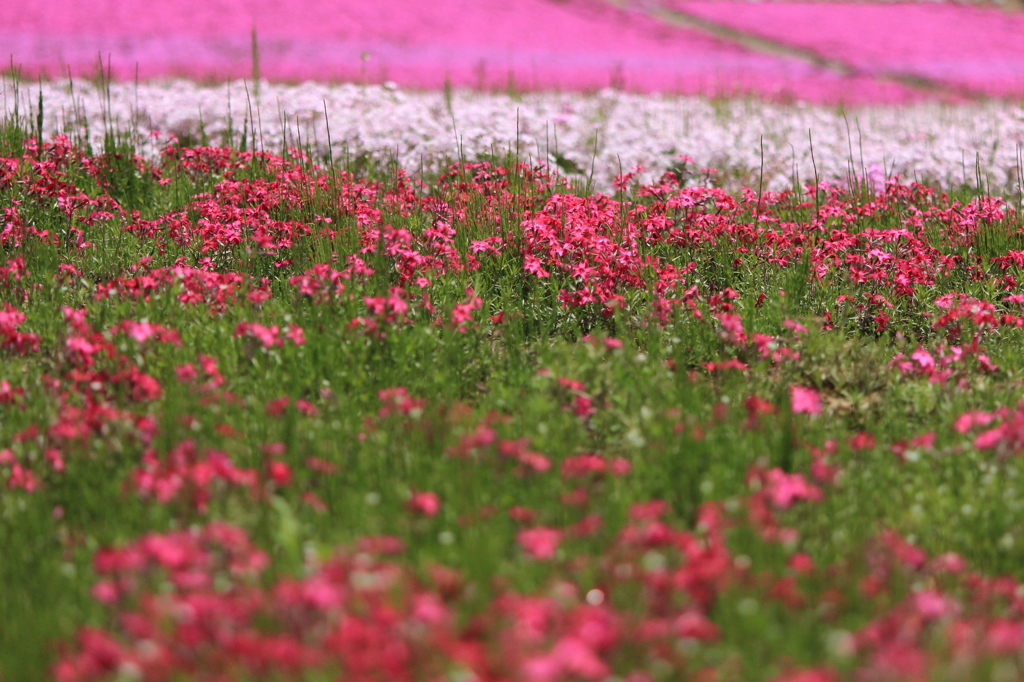 芝桜