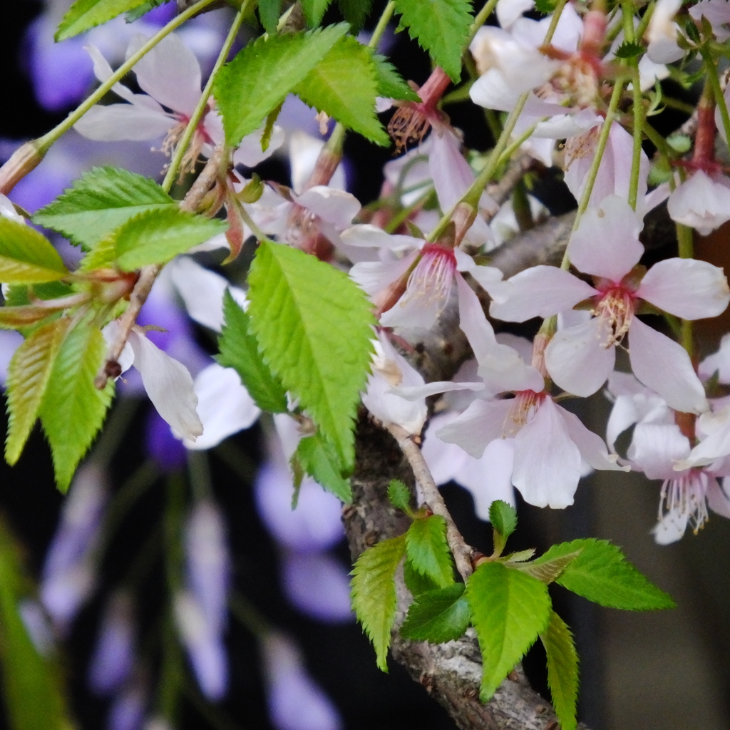 時忘れ～桜～