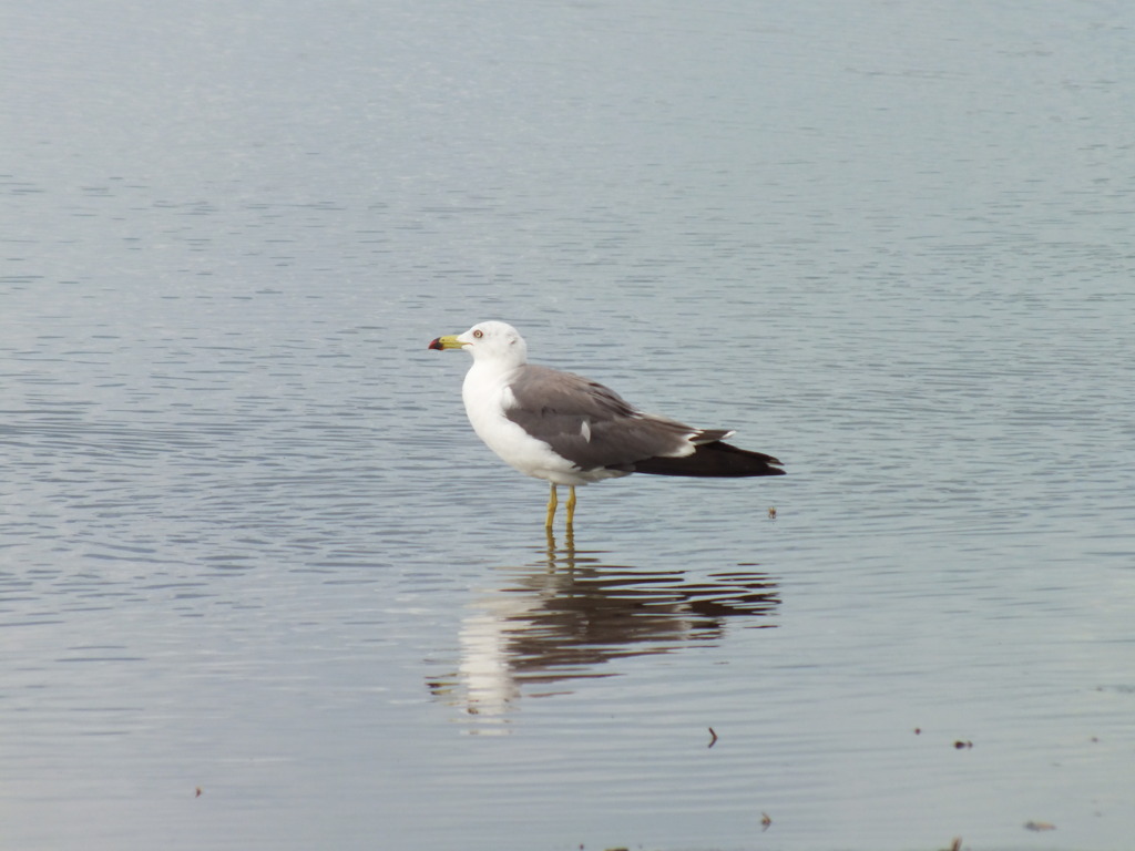 海鳥