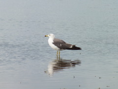 海鳥
