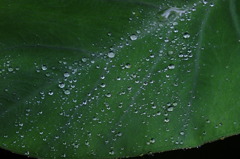 水玉模様