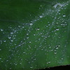 水玉模様