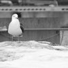 カモメ