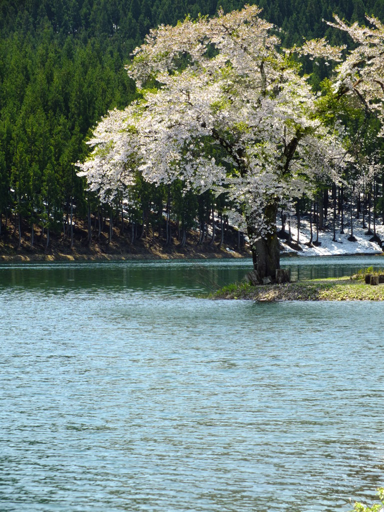 水辺に立つ