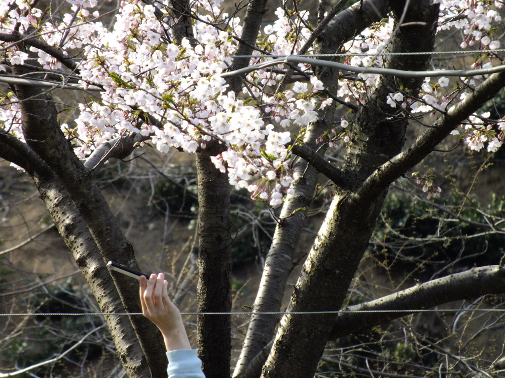 イマドキ花見