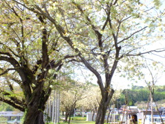 春風に揺れて