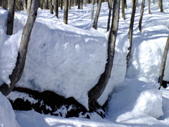 雪の力恐るべし。