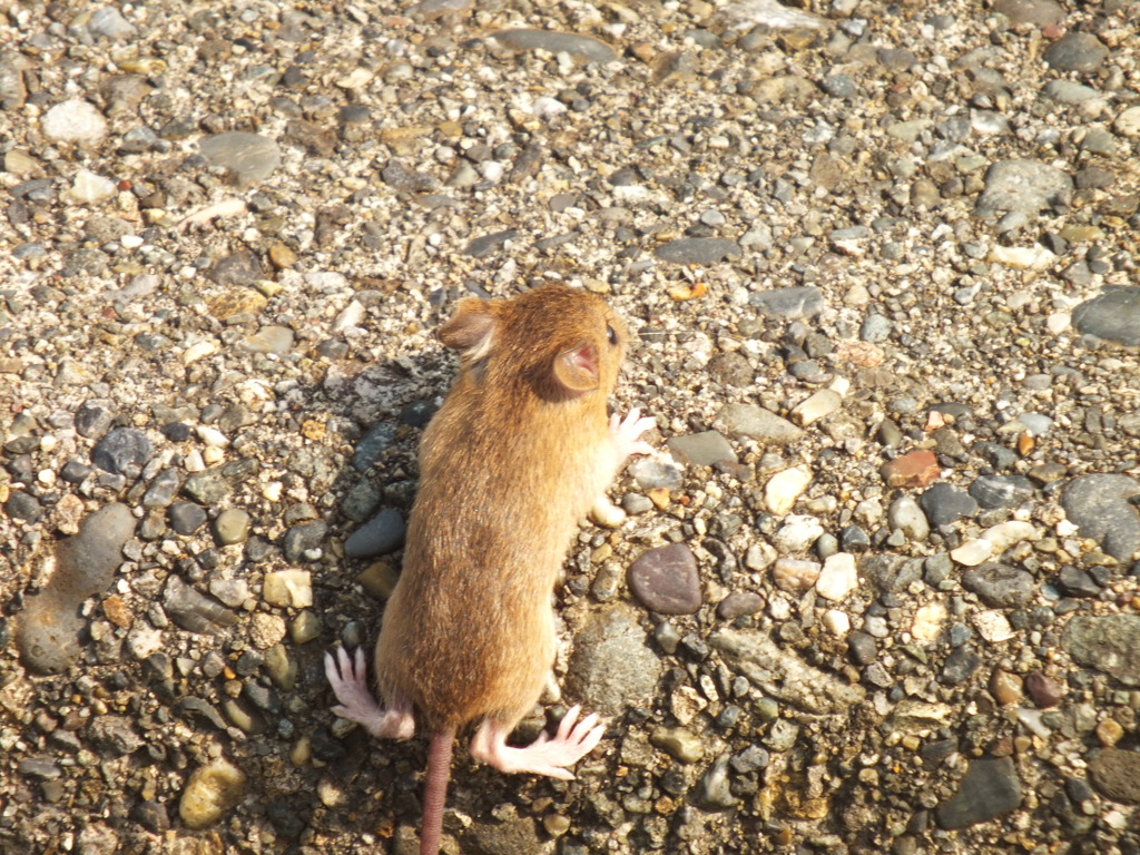 よじよじ。