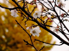 秋の桜