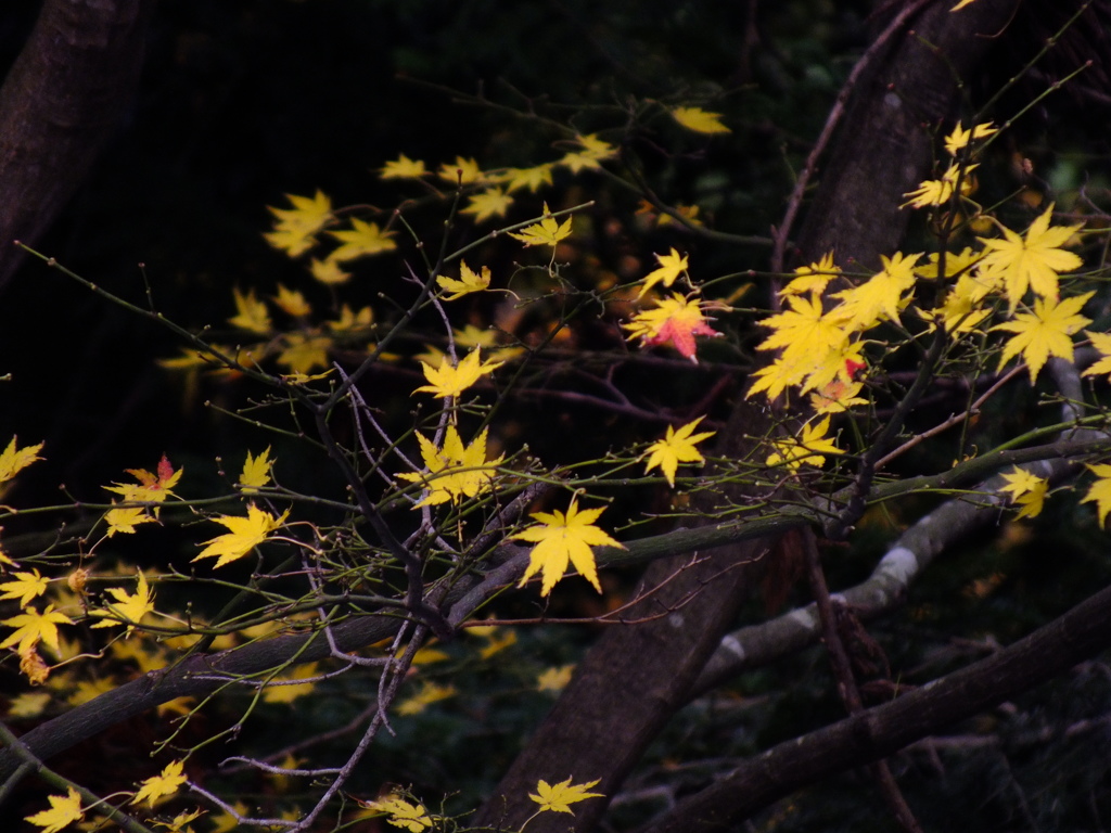 名残り紅葉