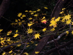 名残り紅葉
